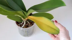 Warum die Blätter der Orchidee plötzlich vergilben: 9 Hauptursachen und Lösungen für das Problem