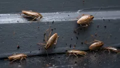 Was Sie als Erstes tun sollten, wenn Sie eine Kakerlake sehen: 8 Schritte, die Sie sofort unternehmen müssen