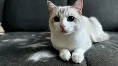 Ohne Staubsauger und Kleberoller: ein cleverer Trick, damit die Möbel frei von Katzenhaaren bleiben.